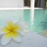 flower, frangipani, pool-1460889.jpg